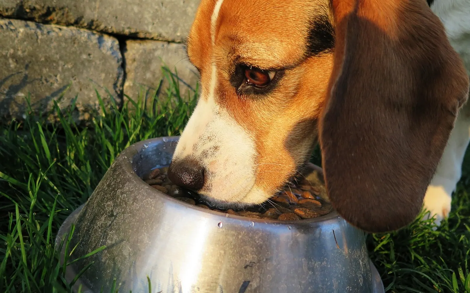 Dog, meal and food bowl