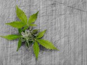 What are some of the pros and cons of legalizing cannabis?