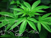 Cannabis vs. CBD – what’s the difference?